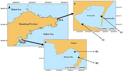 Reproductive Strategies of the Seagrass Zostera japonica Under Different Geographic Conditions in Northern China